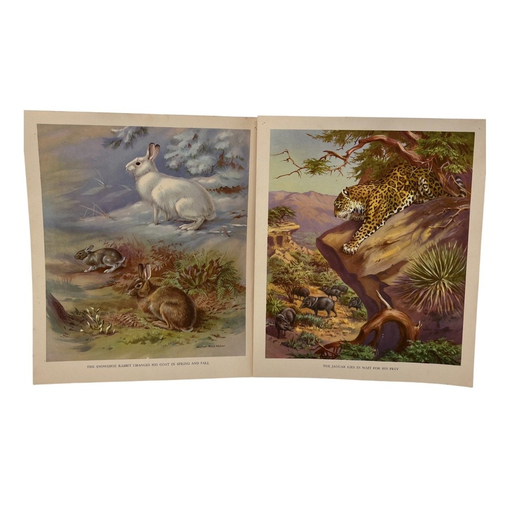 Vintage 12 Prints 1934 Walter Weber Wildlife Animal Wall Decor Art Chromolith
